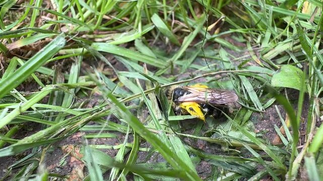 Mining Bee Entering Its Burrow in the Ground &ndash; Wild Bee and Pollinator Behavior 4k
