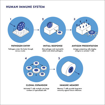 5-Stage Human Immune System Infographic Process Flowchart for Medical Education