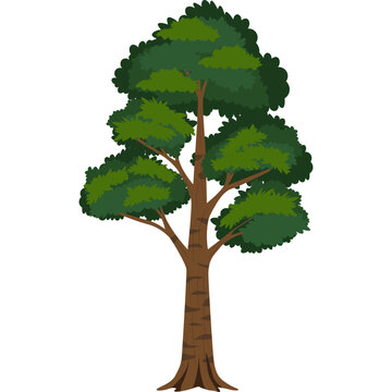 Tree Illustration