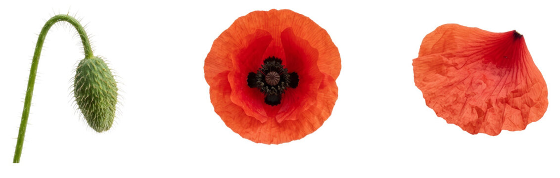 Red poppy flower development stages showing green bud, blooming flower and single petal, summer botany collection