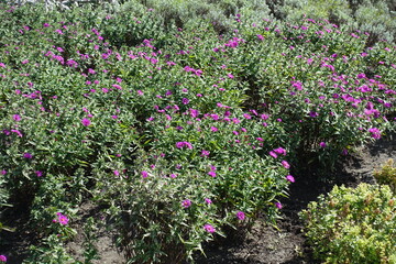 Naklejka premium Magenta colored flowers of Michaelmas daisies in September