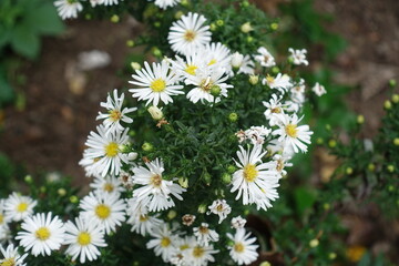 Obraz premium White flowers and buds of Michaelmas daisies in September