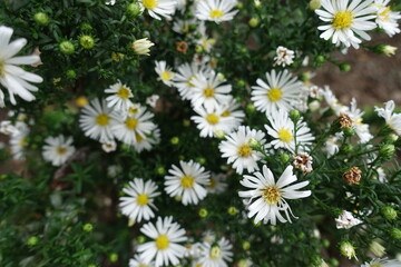 Obraz premium White flowers and buds of Michaelmas daisies in September