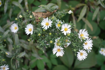 Obraz premium White flowers and buds of Michaelmas daisies in September
