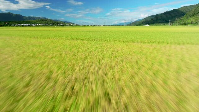 low flying drone shot of rice field in Taiwan