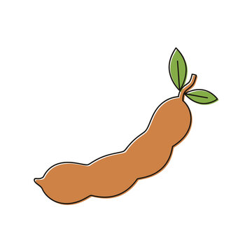 Minimalist illustration of whole organic tamarind fruit with green leaves with rendered earthy tones against neutral background style illustration single
