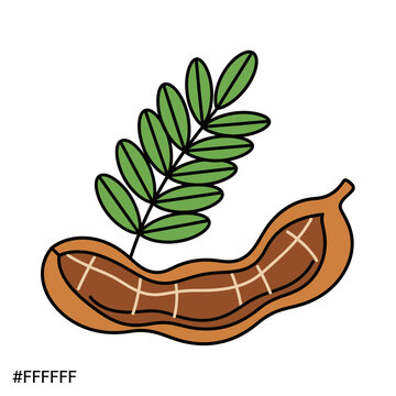 Illustrated tamarind fruit pod with green leaf detail for botanical with bold line art style against stark white background high contrast clarity