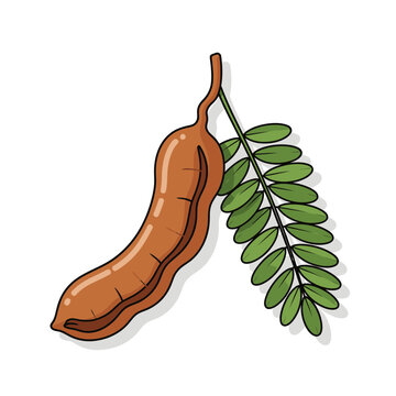 Illustrated whole brown tamarind pod attached to green leafy stem with flat illustration style subtle shading textured surface connected bearing elongated green