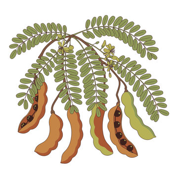 Botanical illustration of colorful tamarind pods hanging on green fern like leaves with illustration with illustration