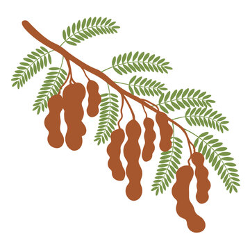 Illustrative branch with tamarind pods and fern like leaves in earthy color palette with showcases stylized branch adorned elongated seed pods delicate