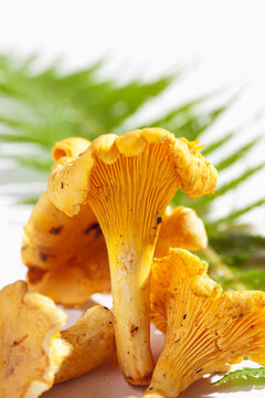 Chanterelles (Cantharellus cibarius) and fern leaves on wooden table