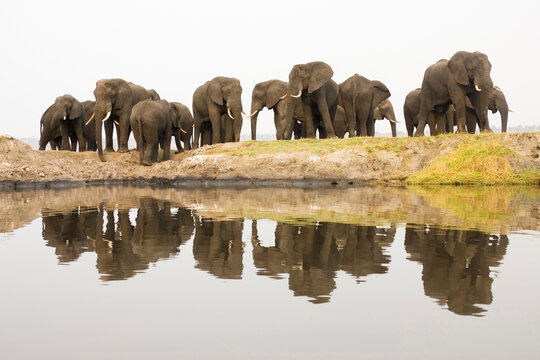 Africa, Botswana, Chobe National Park, Elefants at Chobe river
