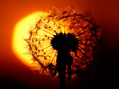 Common Dandelion, Taraxacum officinale, in backlight, close-up