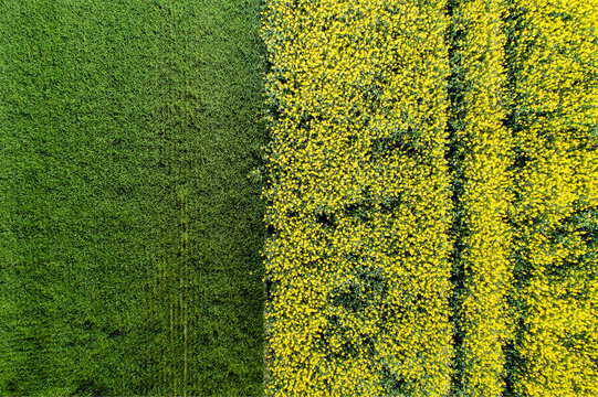 Germany, Bavaria, Aerial view of rape fields