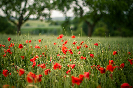 Germany, Baden Wuerttemberg, Red poppy in field