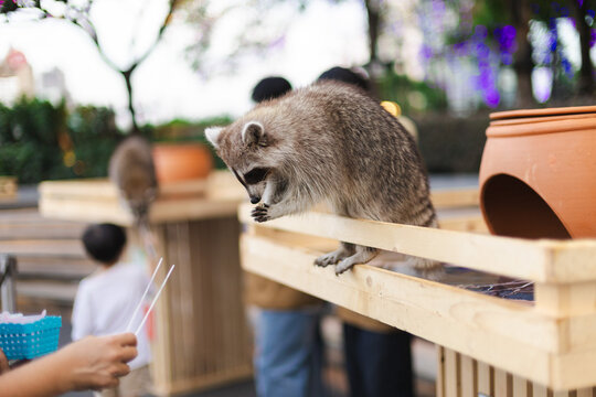 Raccoon Looking Down from Wooden Enclosure Rail at Bangkok Petting Zoo