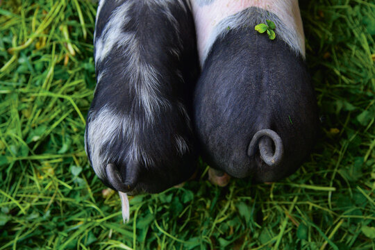 Germany, Bavaria, Young pigs on biological farm