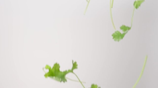 Fresh green cilantro leaves falling down on white background in slow motion.