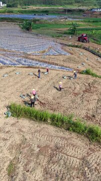 Vertical Video: Farmers working in dry fields alongside a mechanical tiller turning the soil nearby