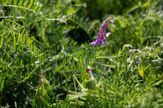 Purple vetch flowers blooming alongside flat green seed pods on a slender climbing stem. The bright sunlight illuminates the vibrant petals and growing legumes. Great for wild botanical studies.