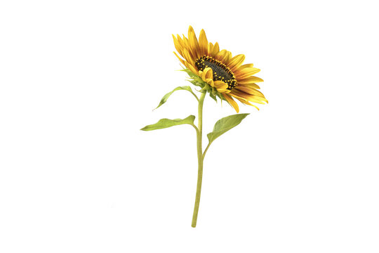 beautiful bright yellow sunflower with green leaves on transparent background PNG with alpha channel
