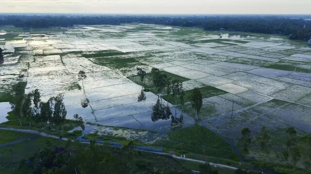 Aerial view of flooded rice fields reflecting the sky, with scattered trees, narrow farm paths and a dark forest horizon at dusk