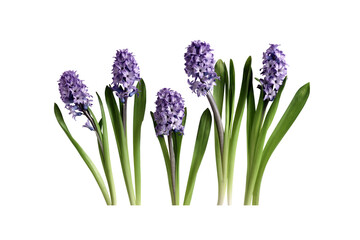 Obraz premium beautiful purple hyacinth flowers with green leaves on transparent background PNG 