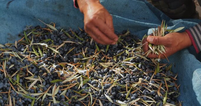 Manual olive sorting in Turkey focuses on a mans bare hands sorting ripe black olives among silver green leaves and thin stems on blue tarpaulin after harvest at a modest private grove outdoors