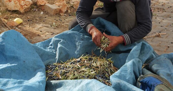 Manual olive sorting in Turkey focuses on a mans hands manually sorting black olives leafy stems and small twigs inside blue harvest tarpaulin on dry ground at a modest family grove outdoors