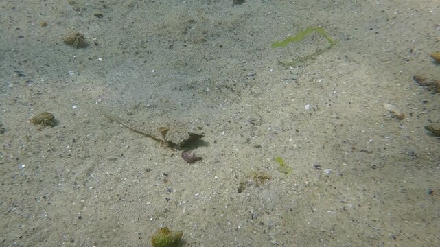 Top view of female Dragonet fish lying on sandy bottom, small hermit crabs running around in sun glare, Slow motion, Camera moves around the fish from above, Marine life in sandy shallows