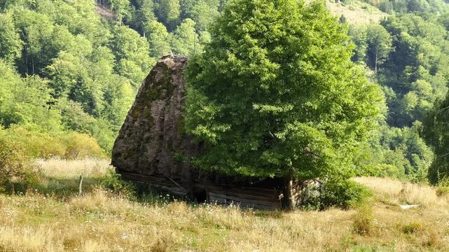 Scenic close-up of a rustic house with a thatched roof behind a vibrant green tree in a rural mountain meadow in the Carpathians