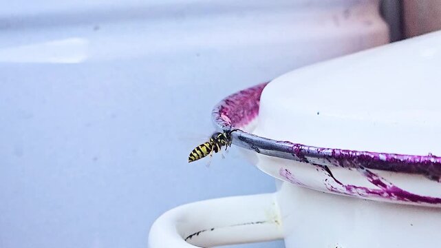 Wasp flying in mid-air towards an enamel pot stained with sweet berry jam