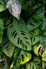 Fototapeta premium Swiss cheese plant or Adanson's monstera (Monstera adansonii) plant greenery leaves from family Araceae background