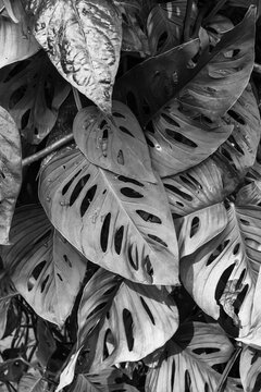 Swiss cheese plant or Adanson's monstera (Monstera adansonii) plant greenery leaves from family Araceae background in black and white