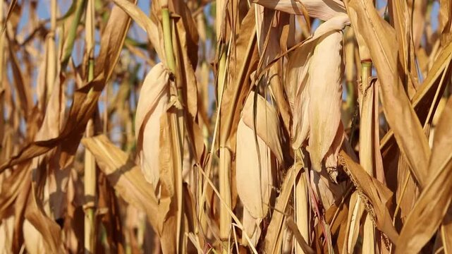 Close-up of dried corn in a corn field before harvest. Dry corn cob on a stalk in a field in autumn. Texture of dry corn leaves close-up. Grain or fodder corn. Ripe fodder corn in a field in autumn