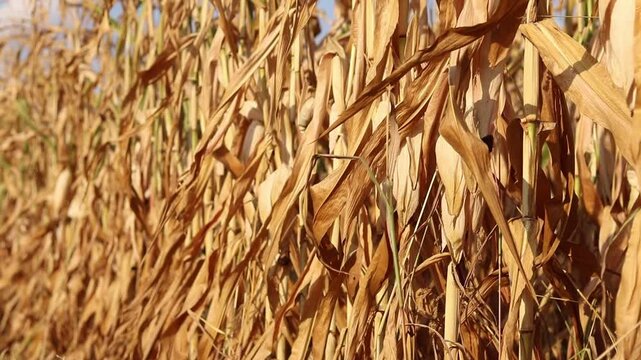 Close-up of dried corn in a corn field before harvest. Dry corn cob on a stalk in a field in autumn. Texture of dry corn leaves close-up. Grain or fodder corn. Ripe fodder corn in a field in autumn