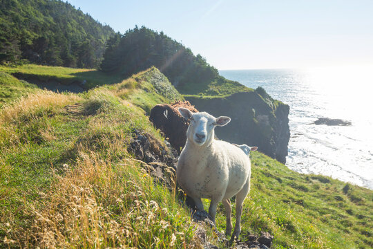 Sheep in Canada
