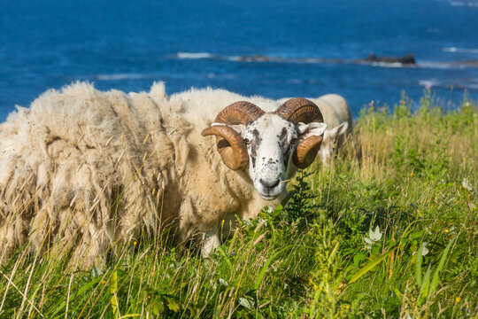 Sheep in Canada