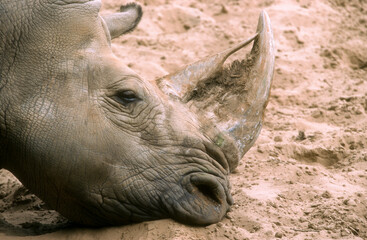rhinoceros blanc, © JAG IMAGES