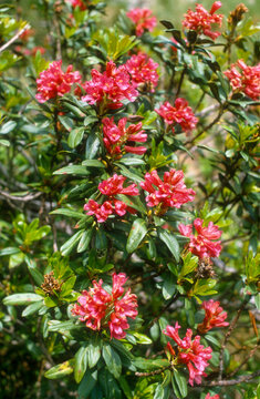 Rhododendron ferrugineux,