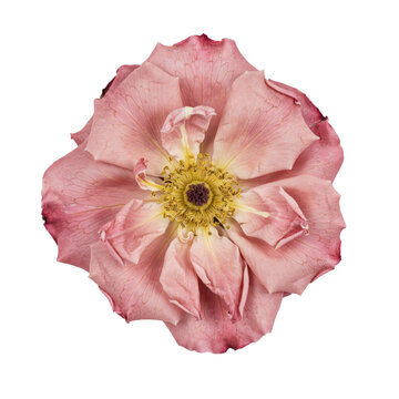 A single faded dusty pink rose flower with a visible yellow stamen center seen from a down perspective isolated on a transparent background