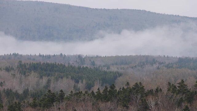 View of the dense forest landscape of Shiretoko National Park with low-hanging clouds drifting over the evergreen trees in Shari, Hokkaido, Japan.