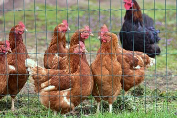 Free range brown hens and a black rooster standing behind a wire fence on a rural farm, showing traditional poultry keeping, livestock farming and natural countryside life. © Karolina