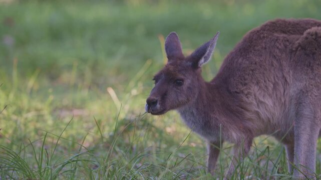 Kangaroo faces the camera while chewing vegetation, showing its lower front teeth and upper dental pad. Quiet magpie and ringneck calls in the background.