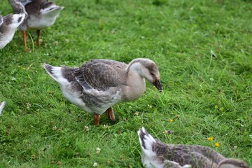 Young domestic goose walking and grazing on lush green grass in a rural farm setting, surrounded by other geese on a summer day, showing natural free range poultry farming and countryside life. © Karolina