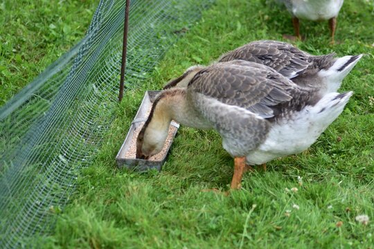 Young domestic geese eating grain from a metal feeding trough on green grass, showing traditional poultry farming, animal feeding and everyday rural farm life in the countryside.