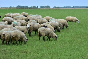 Naklejka premium Flock of sheep standing together in a green summer pasture, with a black-faced sheep looking directly at the camera, showing livestock farming and traditional rural countryside life.