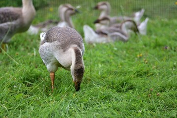 Young domestic goose walking and grazing on lush green grass in a rural farm setting, surrounded by other geese on a summer day, showing natural free range poultry farming and countryside life. © Karolina