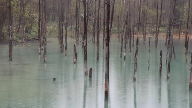 View of Shirogane Blue Pond with dead larch trees rising from the turquoise water in Biei, Hokkaido, Japan.