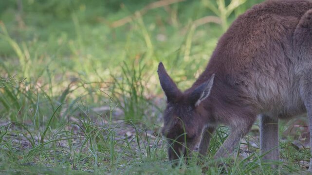 Kangaroo grazes quietly in WA bushland. Soft magpie and ringneck calls at the end, with light vehicle noise at the start.